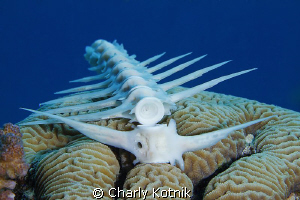 Fish bone... by Charly Kotnik 